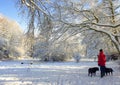 Winter Wonderland, walking the dogs in the snow