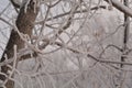 Winter Sibiria frozen hoar frost tree snow branches Royalty Free Stock Photo