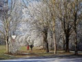 Winter walk with frozen trees