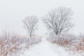 Lone hiker on snowy path through Illinois prairie