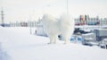 Winter walk with samoyed