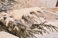 Winter Sibiria frozen snow branches spruce Royalty Free Stock Photo