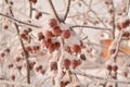 Winter Sibiria Frozen Hoar Frost Fruits Red Apples Tree Snow Branches