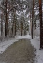 Winter. Walk in the snowy forest. Branches bend from a lot of snow. Thaw. Royalty Free Stock Photo