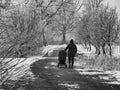 Winter walk with stroller under snowy trees on wintry path