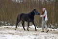 Winter walks with horse Royalty Free Stock Photo