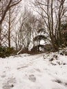 winter walkway path through forest snow covered floor trees Royalty Free Stock Photo