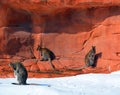 In winter wallaby is any animal belonging to the family Macropodidae t