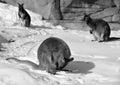 In winter wallaby is any animal belonging to the family Macropodidae t