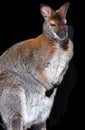 In Winter Wallaby Is Any Animal Belonging To The Family Macropodidae