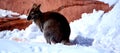 In Winter Wallaby Is Any Animal Belonging To The Family Macropodidae