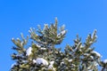 Winter wallpaper with a pine covered with snow on a sunny day