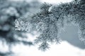 Spruce branches in the snow in winter Royalty Free Stock Photo