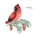 Winter Watercolor Illustration.Cute Cardinal Bird On A Conifer Branch