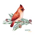 Winter Watercolor Illustration.Cute Cardinal Bird On A Conifer Branch.