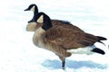 Winter waterfowl Royalty Free Stock Photo