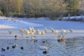 Winter waterside birds Royalty Free Stock Photo