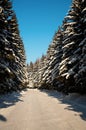 Winter way trough forest Royalty Free Stock Photo