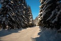 Winter way trough forest Royalty Free Stock Photo