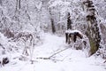 Winter way, wood fence and birch Royalty Free Stock Photo