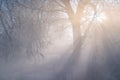 Winter weather phenomenon. Heavily full of wet air condenses on the surface of ice crystals. Royalty Free Stock Photo