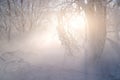 Winter weather phenomenon. Heavily full of wet air condenses on the surface of ice crystals. Royalty Free Stock Photo