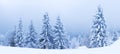 Winter weather with snowdrifts and fog in the mountain spruce forest. Trees curved under the weight of snow Royalty Free Stock Photo