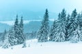 Winter weather with snowdrifts and fog in the mountain spruce forest. Trees curved under the weight of snow Royalty Free Stock Photo