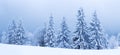 Winter weather with snowdrifts and fog in the mountain spruce forest. Trees curved under the weight of snow Royalty Free Stock Photo