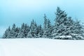 Winter weather with snowdrifts and fog in the mountain spruce forest. Trees curved under the weight of snow Royalty Free Stock Photo