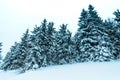 Winter weather with snowdrifts and fog in the mountain spruce forest. Trees curved under the weight of snow Royalty Free Stock Photo