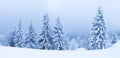 Winter weather with snowdrifts and fog in the mountain spruce forest. Trees curved under the weight of snow Royalty Free Stock Photo