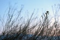 Winter Weeds and Blurred Movement Blue Sky Royalty Free Stock Photo