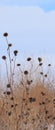 Winter Weeds 8 Royalty Free Stock Photo