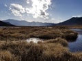 The winter weeds of Lugu Lake Mozawa also look vibrant in the sun Royalty Free Stock Photo