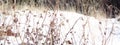 Winter Weeds Rhythm Against the Snow Royalty Free Stock Photo