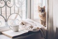 Winter weekend with cat at home Royalty Free Stock Photo
