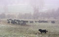 In winter Welsh Black is a dual-purpose breed of cattle Royalty Free Stock Photo