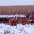 Winter wetland landscape