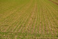 winter wheat on an acre in Germany Royalty Free Stock Photo