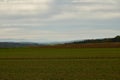 winter wheat on an acre with panoramic view in Germany Royalty Free Stock Photo