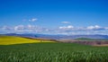 Winter Wheat and Blooming Canola 4 Royalty Free Stock Photo