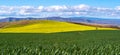 Winter Wheat and Blooming Canola 3 Royalty Free Stock Photo