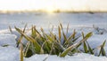 Winter wheat bush with under snow on the field. The morning sun shines bright rays on the leaves frozen by severe frost