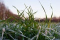 Winter wheat bush with under snow on the field. The morning sun shines bright rays on the leaves frozen by severe frost