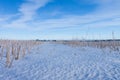 Winter wheat corn field under snow Royalty Free Stock Photo