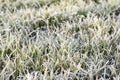 winter wheat covered with ice Royalty Free Stock Photo