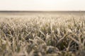winter wheat covered with ice Royalty Free Stock Photo