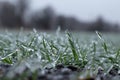 Winter wheat crops are covered with ice. macro Royalty Free Stock Photo