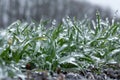 Winter wheat crops are covered with ice. macro Royalty Free Stock Photo